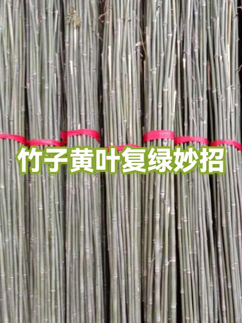 竹子黄叶变绿最快方法