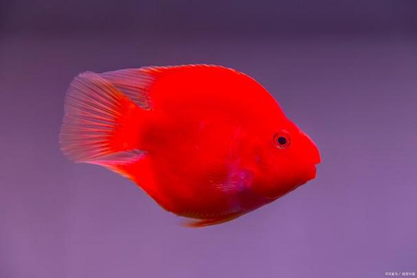 血鹦鹉鱼寿命有几年