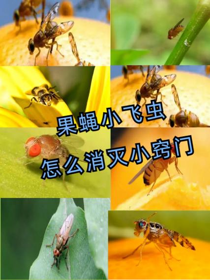 小苍蝇似的小飞虫怎么消灭
