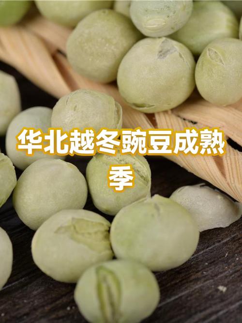 十大豌豆品种排名