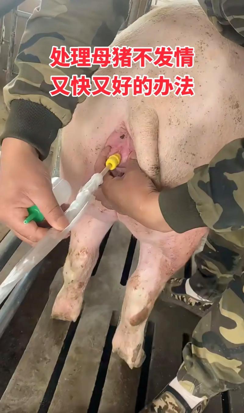让猪不叫唤最快的方法