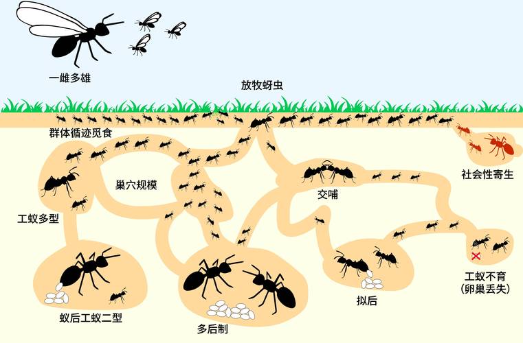 蚂蚁的寿命