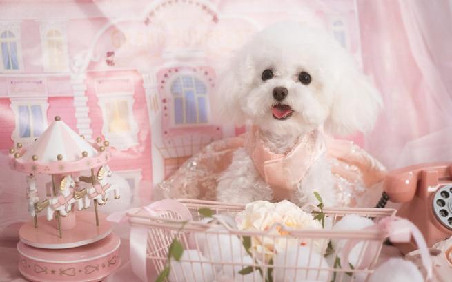 泰迪犬名字大全