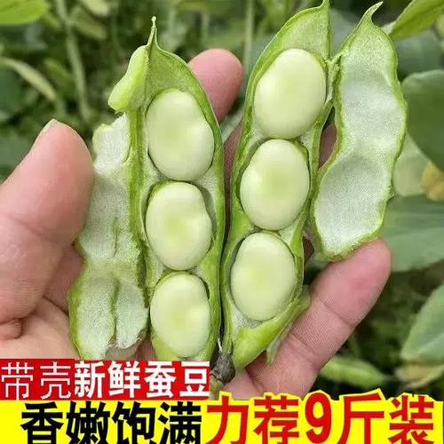 一个秘豆是多少钱
