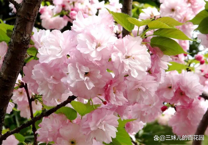 樱花有几个品种