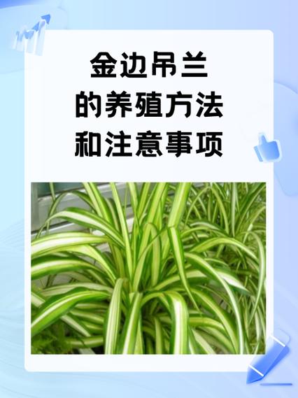 吊兰的正确养殖方法