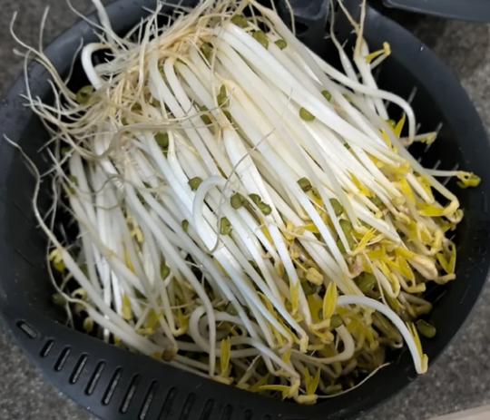 生绿豆芽用压东西吗