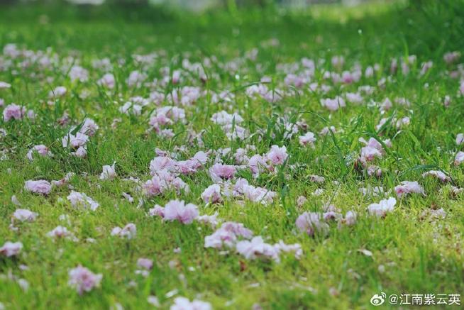 悄悄花落生