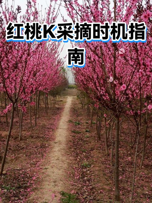 红桃K的正确使用方法