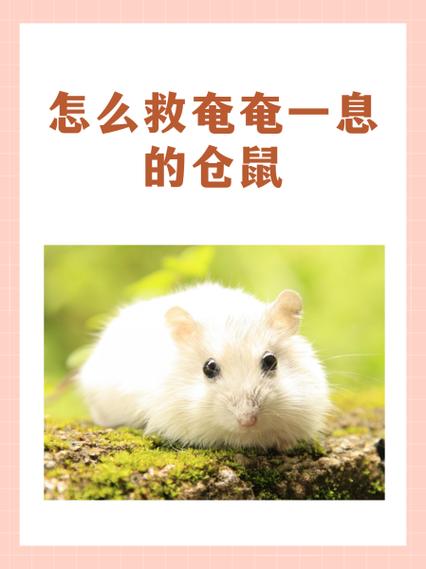 仓鼠假死身体是软的吗