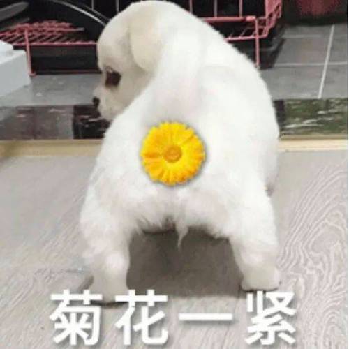 菊花emoji