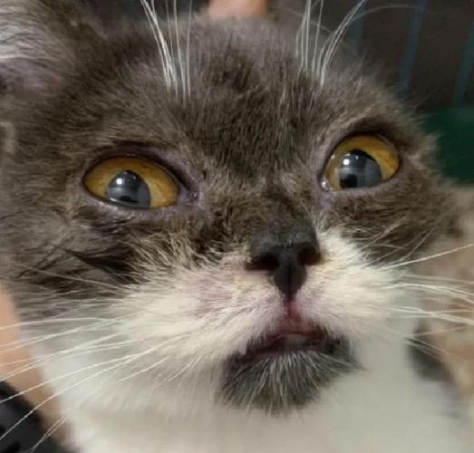 猫携带病毒的概率高吗?