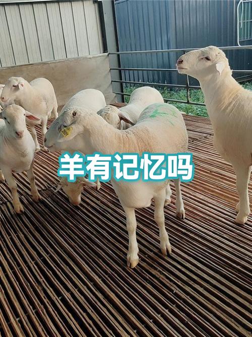 羊有记忆吗