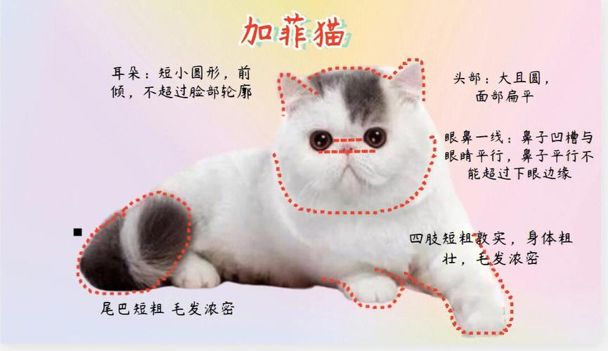 加菲猫攻略