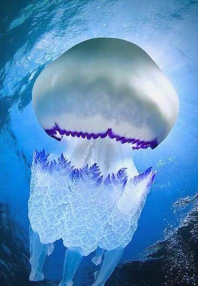 海底世界有什么生物