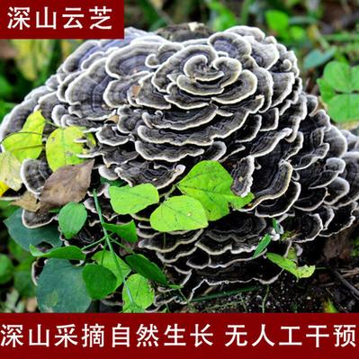 云芝多少钱一斤