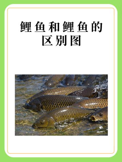 宽鲤鱼和窄鲤鱼区别