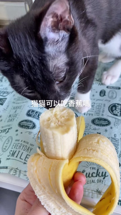 小米蕉化身公主猫