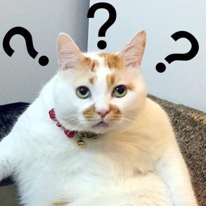 小猫问号表情包