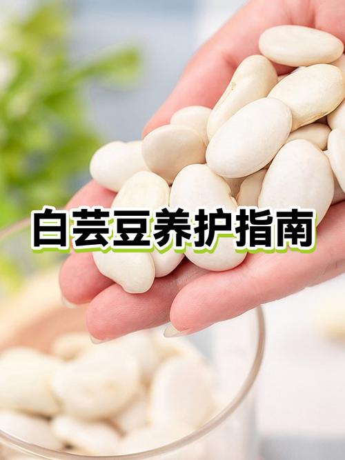 白芸豆是寒性还是热性