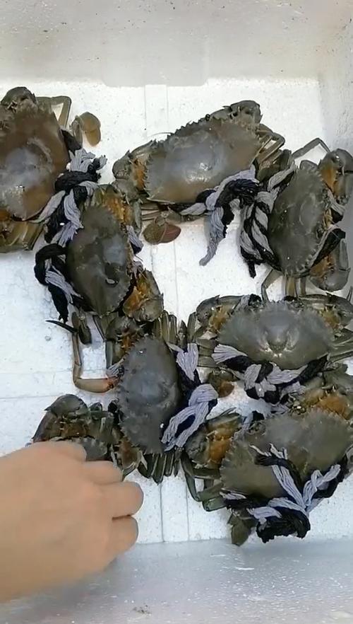 母蟹肚子黑黑的是什么