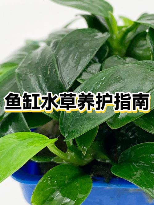 鱼缸硝化细菌多久用一次