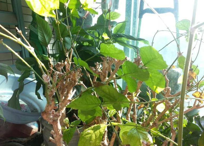 花已经枯萎,浇再多的水也没用
