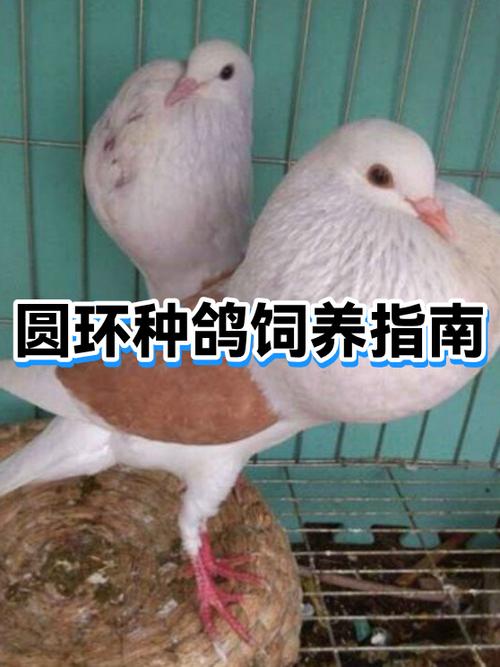 哪里有正宗圆环鸽子