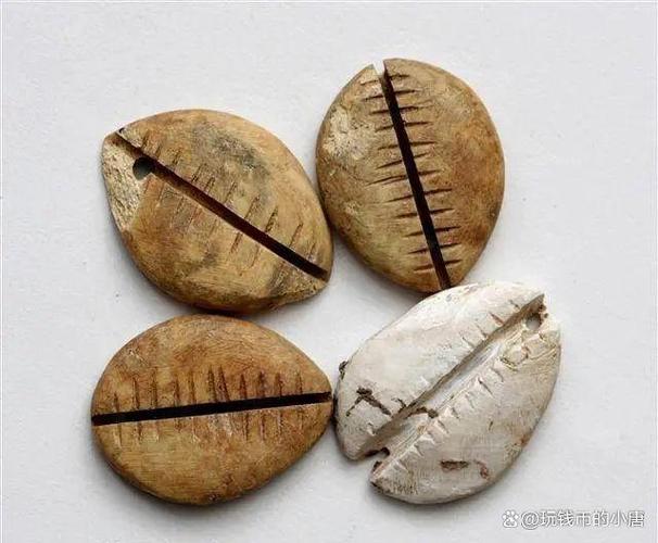上齿贝在哪