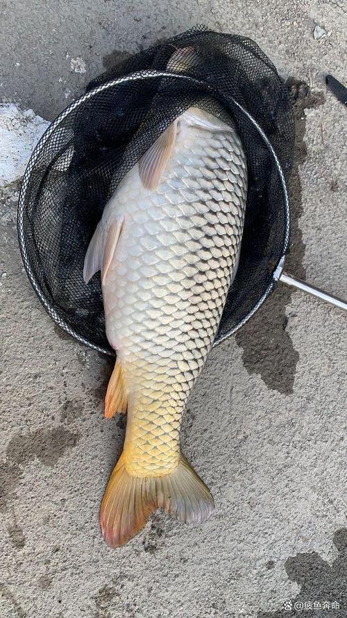鲤鱼的照片