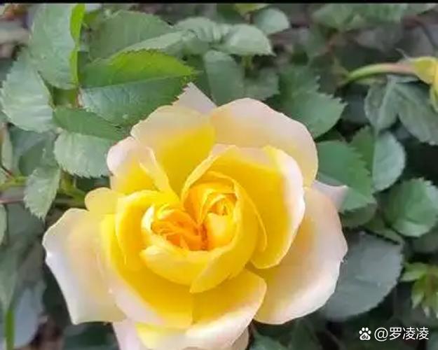 花人是什么意思