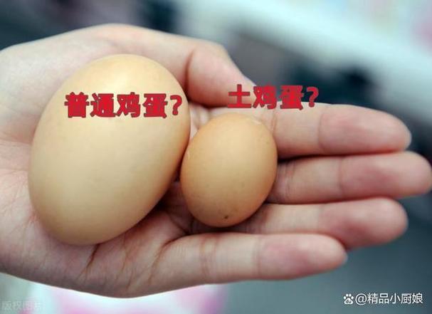 拼多多养鸡拿鸡蛋是真的吗