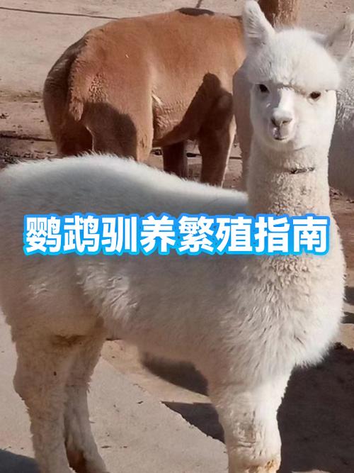 鹦鹉我的世界鹦鹉怎么驯服