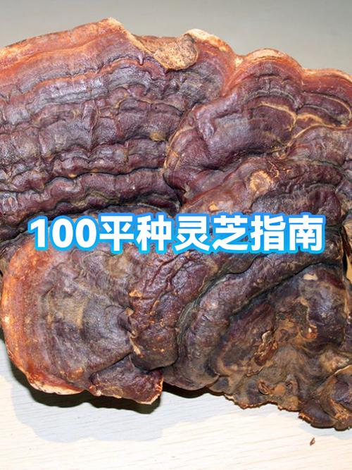 一斤灵芝多少钱