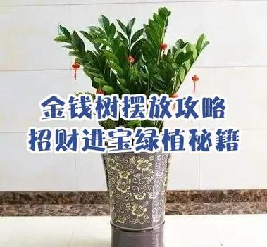 招财进宝树的养殖方法