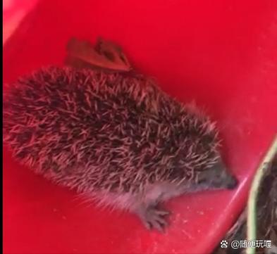 刺猬是怎么过冬