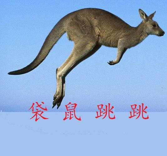 袋鼠跳跳跳