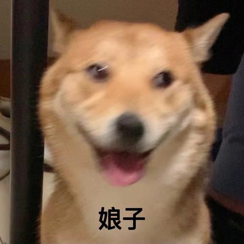 娘子啊哈表情包